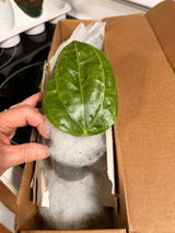 Torvi🌿 review photo