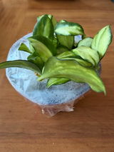 Lucy Shadle review photo