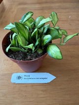 Lucy Shadle review photo