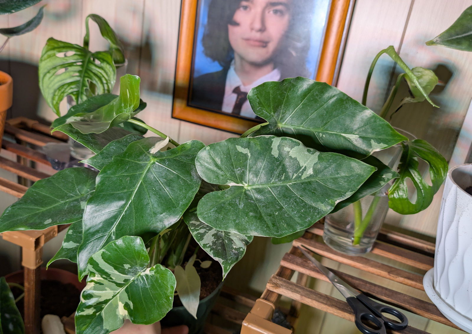 4” Alocasia odora 'Okinawa Silver' | Canopy Plant Co.