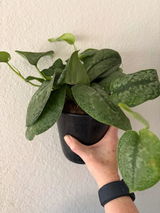 MDLA review photo
