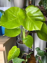 Nhung Dinh review photo