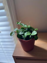 Grace review photo