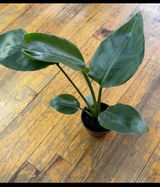 Takasha Smalls review photo