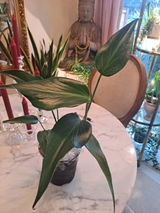 Alane review photo