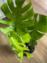Kelly review photo