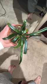SDvP review photo