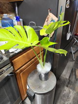 Plant Mom review photo