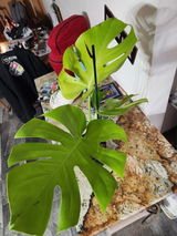 Plant Mom review photo