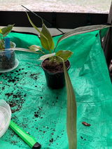 Laura Holder review photo