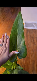 Cassandra review photo