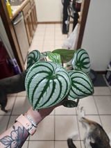 Aimee review photo