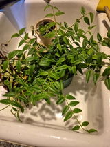 CathyN review photo