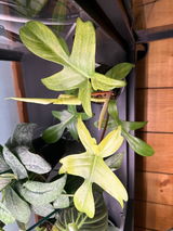 Izzy Rose review photo