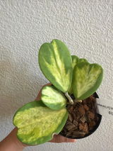 Annalyn Ebreo review photo