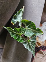 JR Racz review photo