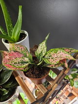 Jessica Durkee review photo