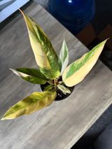 Colton review photo