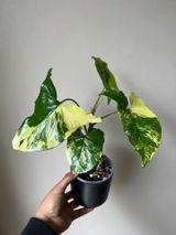 Taylor C. review photo