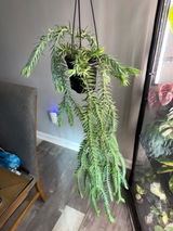 Tana review photo
