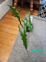 JR Racz review photo