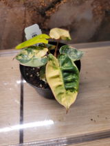 Marcie (MO) review photo