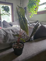 JR Racz review photo