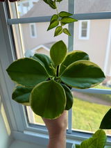 Olena Cherchevych review photo