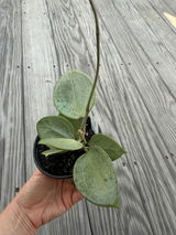 Olena Cherchevych review photo
