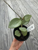 Olena Cherchevych review photo