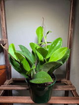 Roger Soto Jr review photo