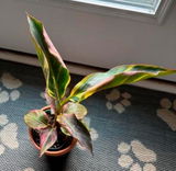 Marci review photo