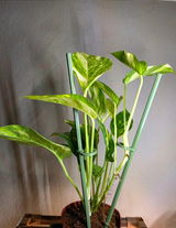 Roger Soto Jr review photo