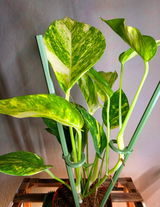 Roger Soto Jr review photo