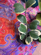 Zhila Khamisiasl review photo