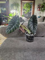 JR Racz review photo