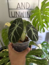 Cristy Z review photo