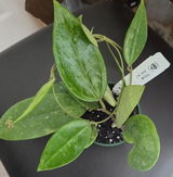 Plantcouver review photo