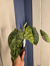 Anonymous review photo