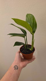 Melvin Marty review photo
