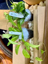 Diana Kight I am an avid Hoya collector review photo