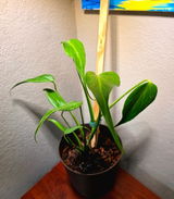 Roger Soto Jr review photo