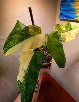 Roger Soto Jr review photo