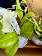 Diana Kight I am an avid Hoya collector review photo