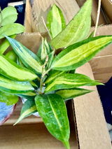Diana Kight I am an avid Hoya collector review photo