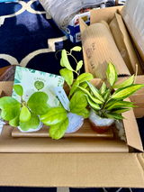 Diana Kight I am an avid Hoya collector review photo
