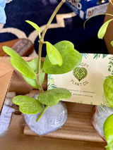 Diana Kight I am an avid Hoya collector review photo
