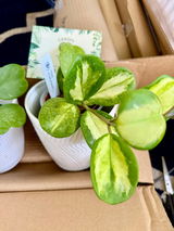 Diana Kight I am an avid Hoya collector review photo