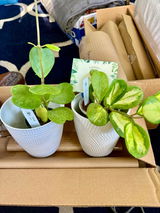 Diana Kight I am an avid Hoya collector review photo