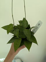 Lily review photo